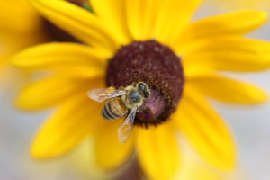 Honey Bee (genus Apis) foraging in the field. Photo by Mark Shepherd