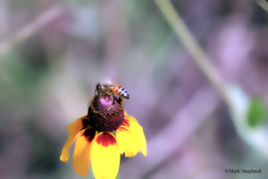 honey bee on flower (apis melifera) photo by mark shepherd