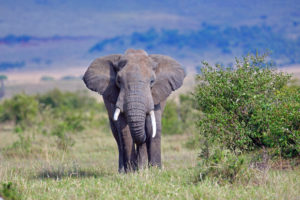 In October of 2016, in what was considered a surprising move, the United States, the European Union and several African nations voted against an all-out ban of the elephant ivory trade; markshepherdjournal.com