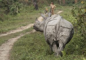 Wild greater one-horned rhinoceros (Rhinoceros unicornis) standing by a forest track in Kaziranga National Park, Assam, India. Park wardens on bicycles in the background. Photo by Jeremy Richards; markshepherdjournal.com