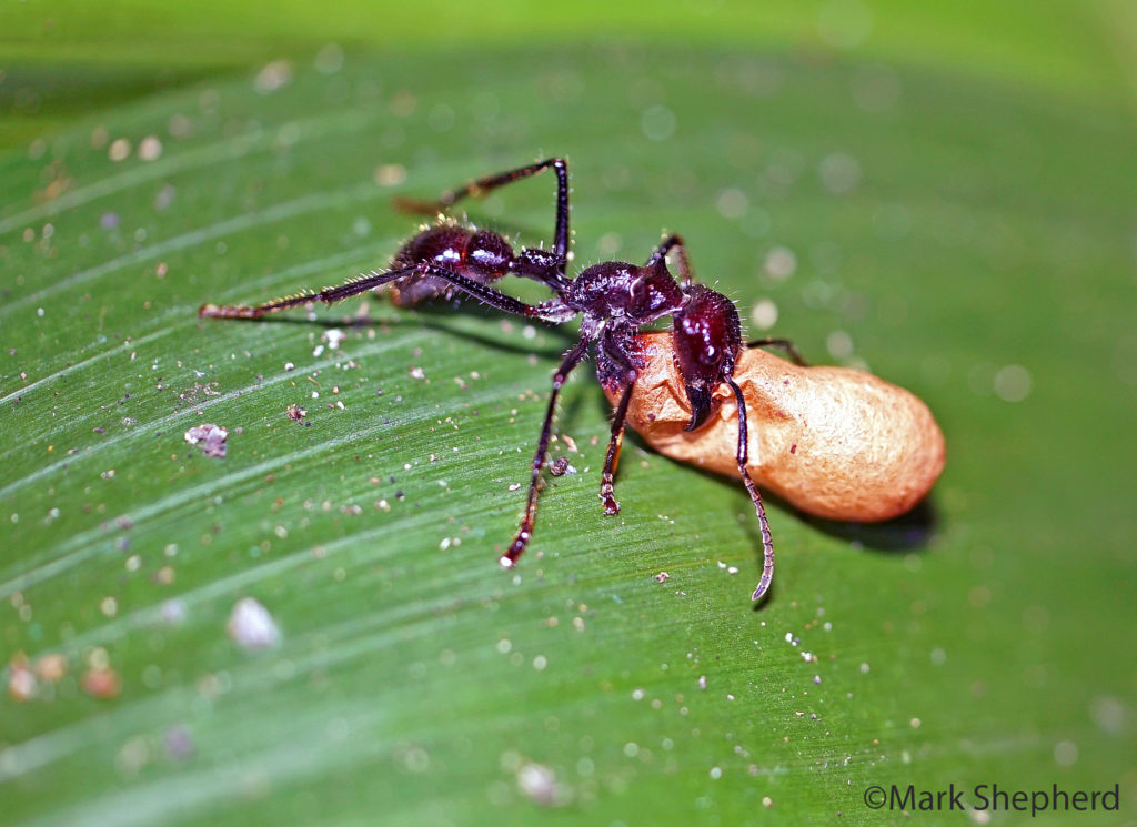 bullet ant - mark shepherd journal