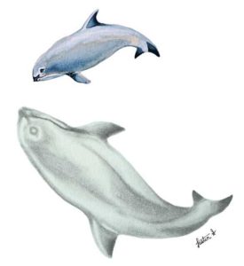 Vaquita (Phocoena sinus), a small porpoise endemic to the northern Gulf of Mexico. Illustration by Justin Shepherd