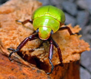 Yellow Scarab Beetle