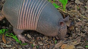 Nine banded armadillo