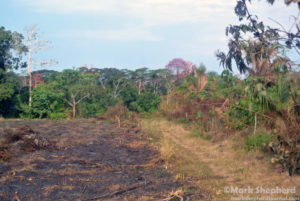 Rainforest cleared for papaya plantation.