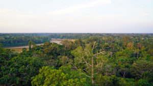 Rainforest Canopy, Tambopata River, Peru