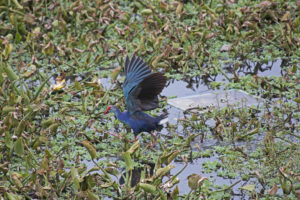 Grey-headed swamphen (Porphyrio porphyrio)