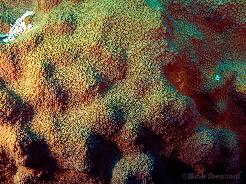 Close up of coral polyps.  Each polyp is an tiny animal.  They live in colonies and communicate with one another.  Technically coral is not an animal, but many animals living together.    