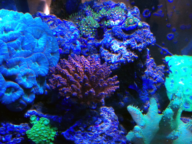 Salt water reef tank with stony (hard corals) and soft corals.  Corals must be place carefully as many are incompatible and will attack other corals.  