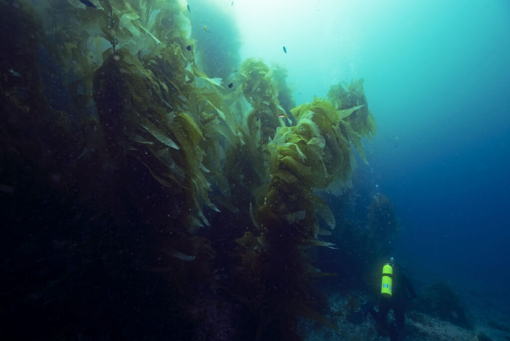 edge of the kelp forest