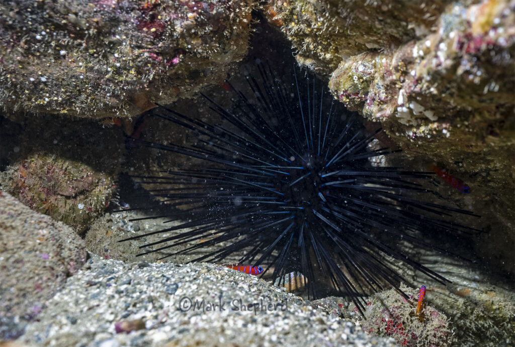 blue-banded-goby, purple-sea-urchin