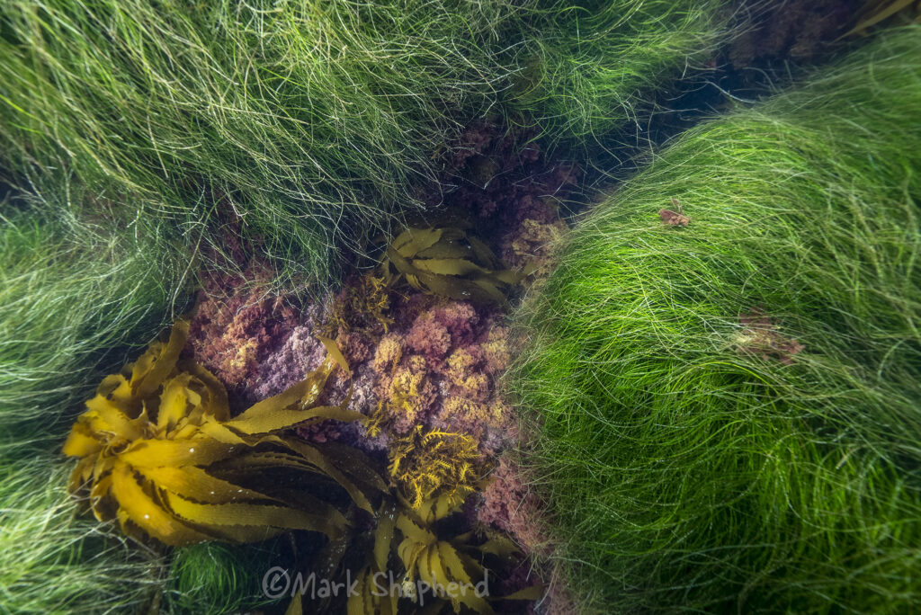 Marine grass in the Channel Islands off the California coast.  The two predominant species are eelgrass and surfgrass. 