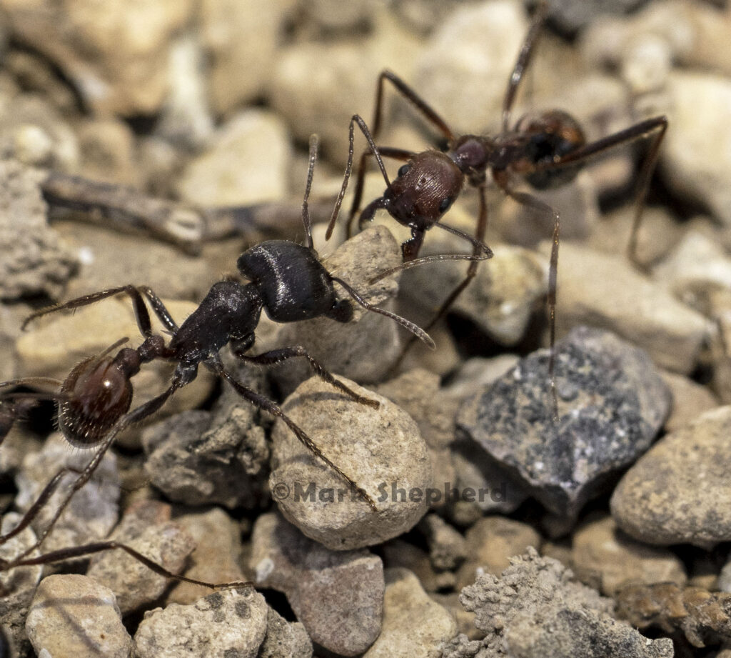 Novomessor cockrelli tries to steal a pebble out of the mandibles of a Pognomyrmex barbatus worker