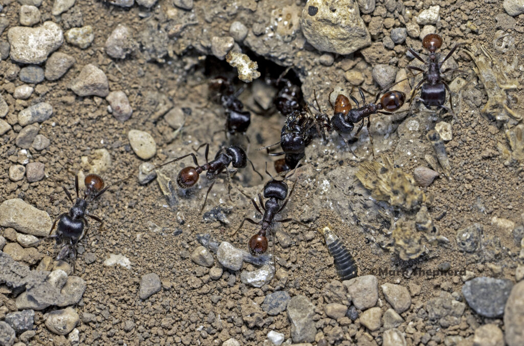 Myrmecology (Ants) Research - mark shepherd journal